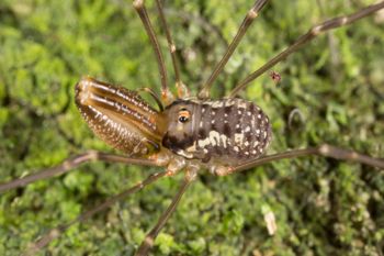 Media type: image;   Invertebrate Zoology 133311